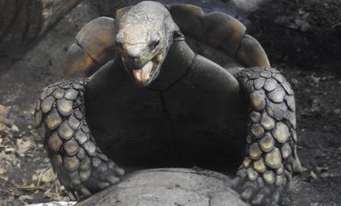 Beim Liebesspiel der Braunen Landschildkröten (Manouria emys) ist das "Stöhnen" des Männchens nicht zu überhören