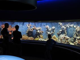 Korallenbecken im Aquazoo Löbbecke Museum