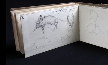 Das Bild zeigt ein aufgeklapptes Skizzenbuch mit der Skizze eines totes Rüsselspringers.