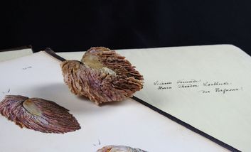 Das Bild zeigt eine Muschel in einem Muschelbuch liegend neben Abbildungen derselben Muschelart.