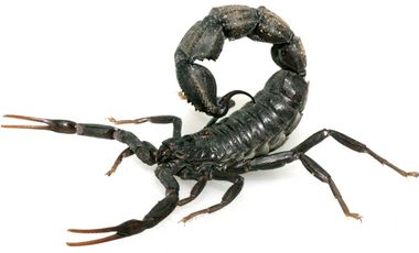 Skorpione wie dieser Androctonus sp. gelten als besonders wehrhaft und gefährlich.