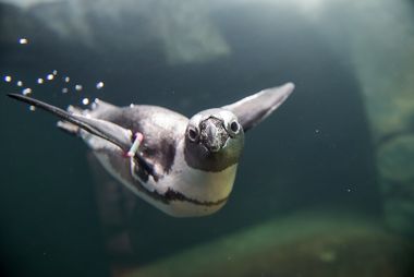 Ein Brillenpinguin taucht unter Wasser im Gehege des Aquazoo und schaut den Betrachtenden an.