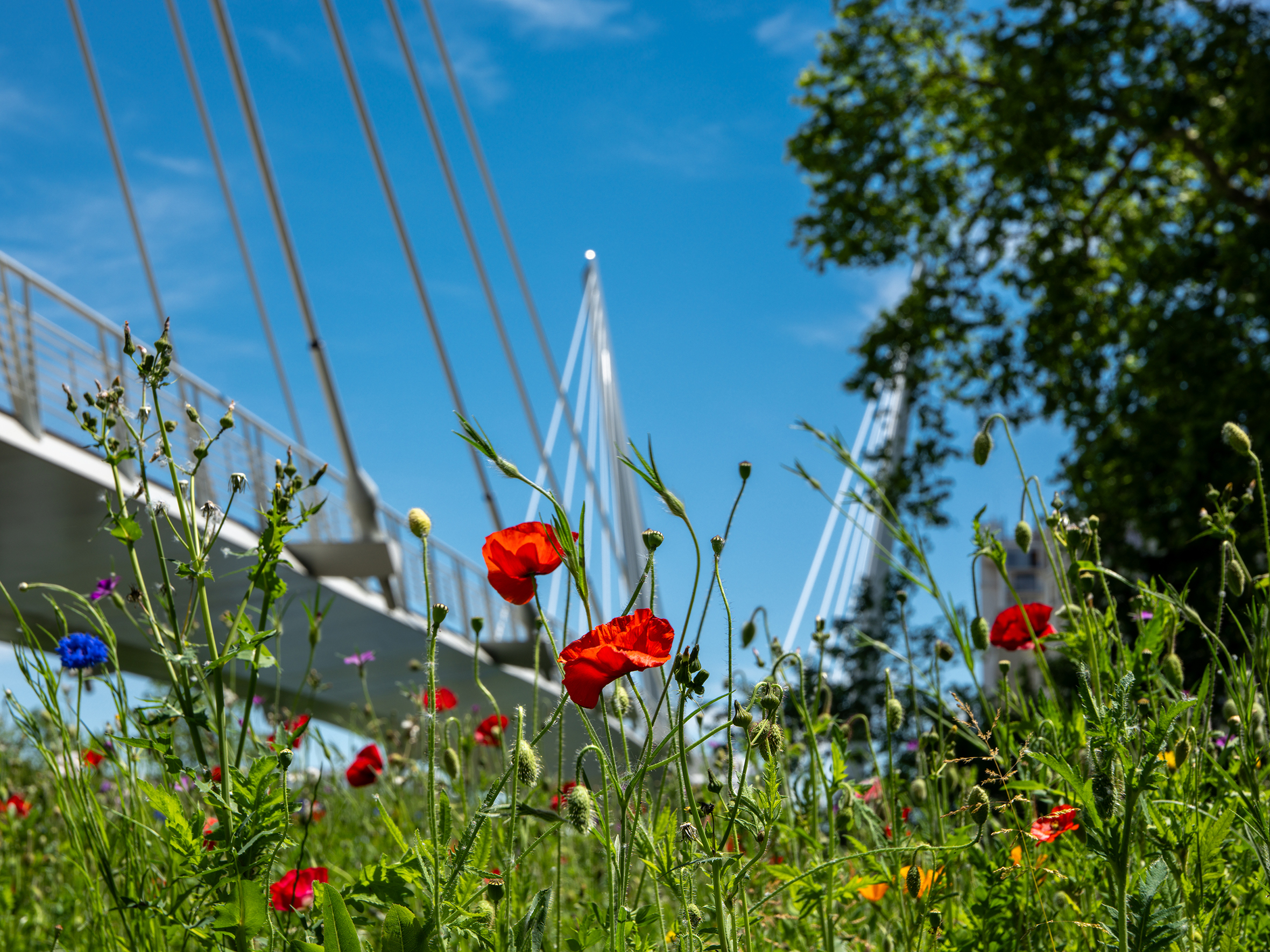 Eine bunte Blumenwiese vor einer Fußgängerbrücke, die in Toulouse von der Île du Ramier über die Garonne führt.
