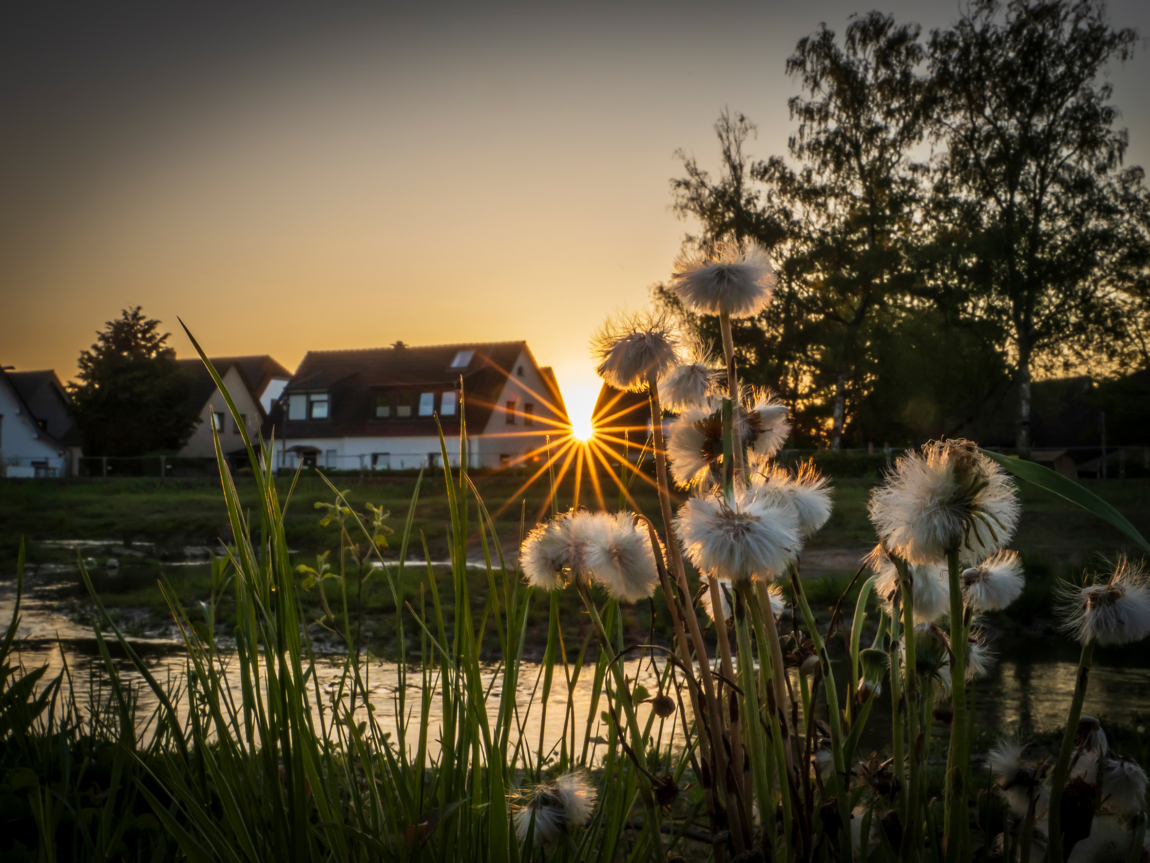 Die renaturierte Südliche Düssel bei Sonnenuntergang mit Häusern im Hintergrund.