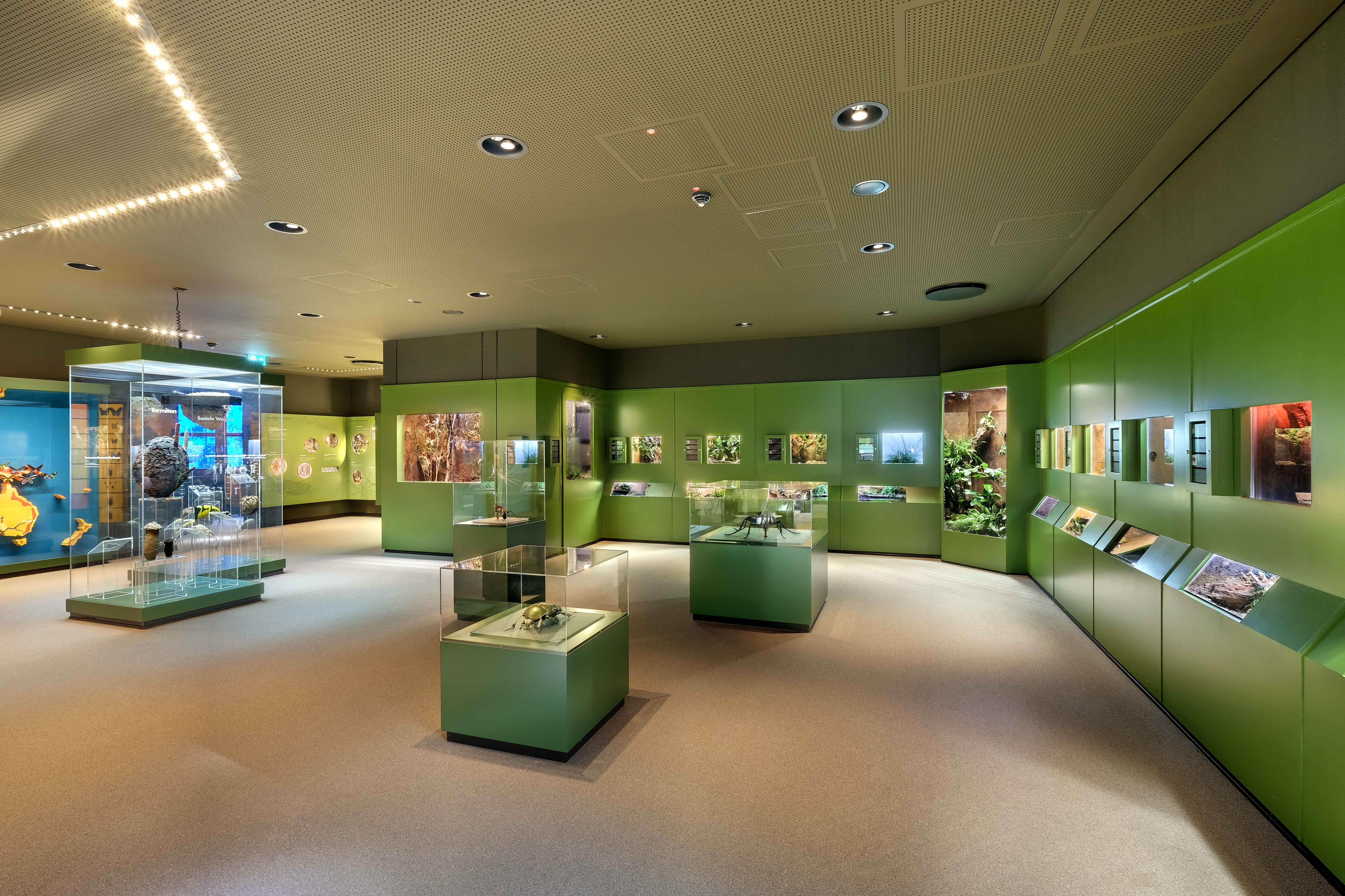 Das Bild zeigt einen Blick in den grünen Ausstellungsbereich "Vielfalt der Gliederfüßer" mit zahlreichen Terrarien und Insektenmodellen