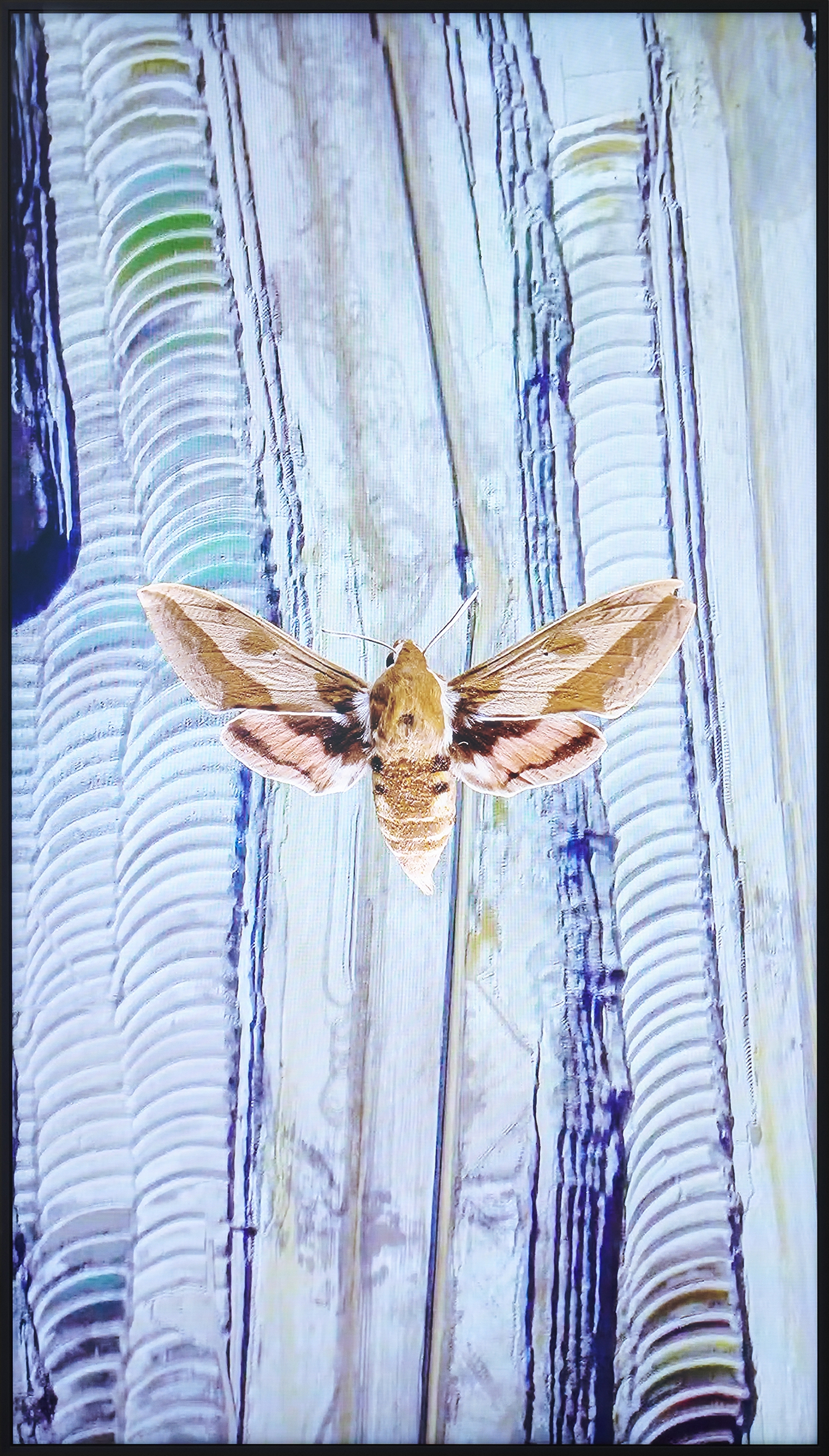 Alex Grein, Hyles euphorbiae, Europa, 2021, 1-Kanal-HD-Video, 11’'08, Foto: Mareike Tocha, Courtesy die Künstlerin und Galerie Gisela Clement, Bonn
