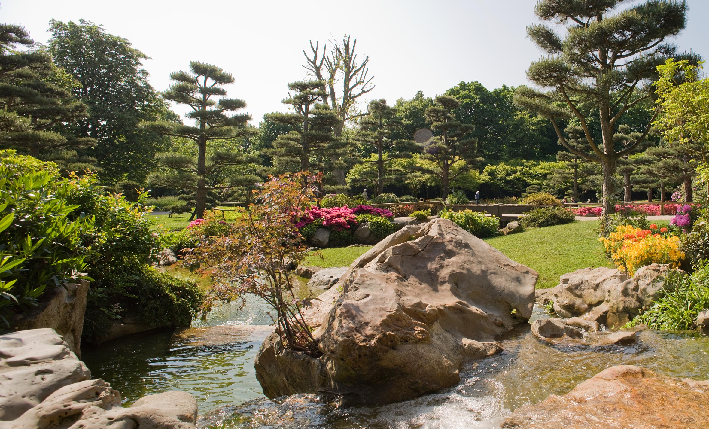 Rhododendronblüte im Japanischen Garten