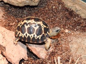 Acht Wochen alte Strahlenschildkröte: Die wertvollen Jungtiere wachsen gut heran und durften nun im Raum des Artenschutzes ein eigenes Terrarium in der Ausstellung beziehen. Foto: Aquazoo Löbbecke Museum