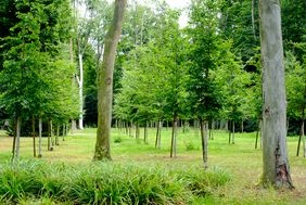Bei der Auswahl der Baumarten hat das Gartenamt vor dem Hintergrund der Klimaanpassung auf die Düsseldorfer Zukunftsbaumliste gesetzt. Foto: Landeshauptstadt Düsseldorf/Uwe Schaffmeister