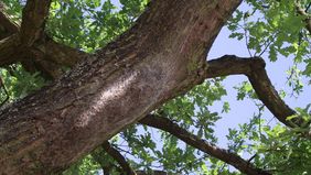 Am Baum befindet sich ein Nest mit Raupen des Eichenprozessionsspinner. Foto: Gartenamt