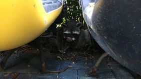 Der verletzte Waschbär zwischen zwei Motorrollern. Foto: Feuerwehr Düsseldorf