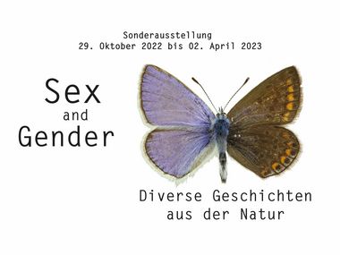 Poster zur Sonderausstellung "Sex and Gender": Ein Schmetterling (Bläuling) mit männlichen (blaue Flügeldecke) und weiblichen Merkmalen (bräunliche Flügeldecke)