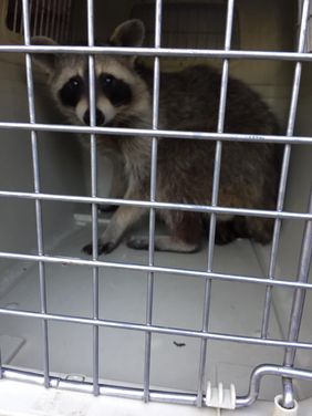 Der eingefangenen Waschbär in der Transportbox