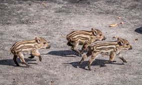 Zahlreiche Frischlinge tummeln sich im Gehege des Wildparks, behütet von den Bachen, ihren Muttertieren