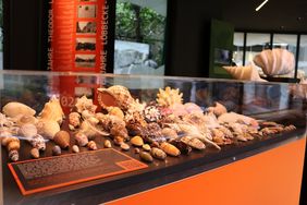Vitrine zur Vielfalt der Mollusken in der Ausstellung "Muscheln, Schnecken, Pillendosen" im Aquazoo Löbbecke Museum