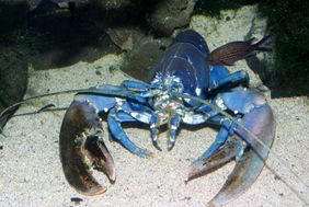 Europäischer Hummer (Homarus gammarus)