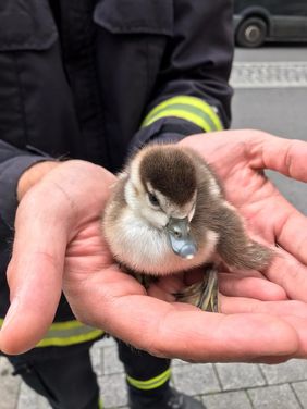 Das verletzte Entenküken - Feuerwehr Düsseldorf