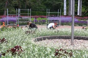 Mehr als 100.000 Sommerblumen zieren die Grünflächen und Parks, Friedhöfe und Blumenkübel im Stadtgebiet. Foto: David Young