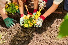 Viele Hände halten Blumen über der Erde um sie einzupflanzen