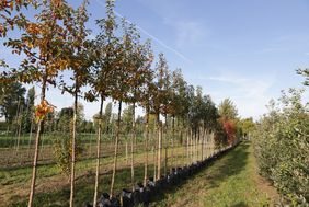 Insgesamt 225 Bäume stehen für private Gärten in Düsseldorf bereit. Foto: Landeshauptstadt Düsseldorf/Ingo Lammert