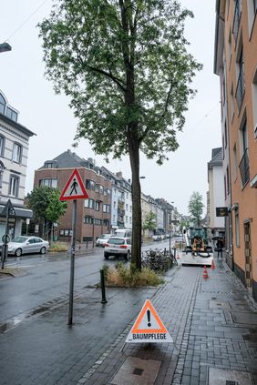 Um die Verkehrssicherheit zu gewährleisten, kontrolliert die Stadtverwaltung kontinuierlich die Bäume im öffentlichen Raum. 