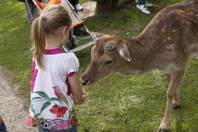 Gesammelte Eicheln und Kastanien für die Tiere im Wildpark können am 2. und 16. Oktober abgegeben werden. Foto: Gartenamt