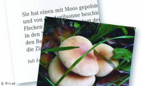 Foto von Pilzen in einer Collage mit Text