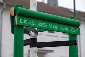 Bäume des Stadtbaumkonzepts kennzeichnet die Stadt mit dunkelgrünen Stützpfählen sogenannte Dreiböcken und dem weißen Schriftzug "Düsseldorfer Stadtbaumkonzept".