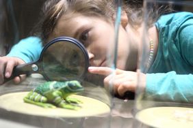 Ein Mädchen betrachtet durch eine Lupe das Modell eines tropischen Frosches