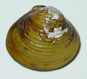 Körbchenmuscheln (hier Corbicula fluminea) sind oft massenhaft am Ufer zu finden. 
