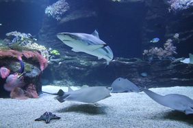 Der Schwarzspitzen-Riffhai im großen Riffaquarium des Aquazoo. Das Tier wird von großen Rochen flankiert. Im Hintergrund sind Felsen mit Seeanemonen zu sehen.