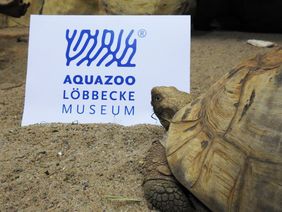 Pantherschildkröte vor einem Schild mit der Wort-Bild-Marke des Aquazoo