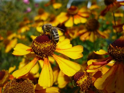 Honigbiene (Apis mellifera) auf Sonnenbraut (Helenium-Hybride), Foto: Gartenamt Düsseldorf