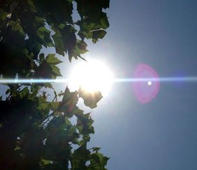 Symbolbild Baum im Sonnenschein