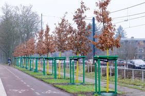 Zu den Pflanzungen im Stadtbaumkonzept gehören 16 Ungarische Eichen an der Witzelstraße. Die Stadt hat hier vorhandene Baumstandorte saniert und mit neuen Bäumen bepflanzt, Foto: Gstettenbauer