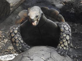 Beim Liebesspiel der Braunen Landschildkröten (Manouria emys) ist das "Stöhnen" des Männchens nicht zu überhören