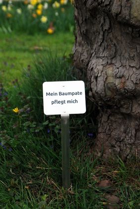 Das Schild mit der Aufschrift "Mein Baumpate pflegt mich" verhindert versehentliches Abmähen des Aufwuchses an der Baumscheibe. Foto: Landeshauptstadt Düsseldorf/Gartenamt
