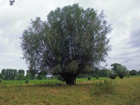 Kopfweide in der Urdenbacher Kämpe. Foto: Gartenamt