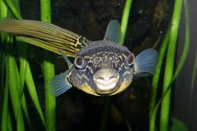 Goldringel-Kugelfisch im Aquarium des Aquazoo