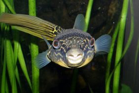 Goldringel-Kugelfisch im Aquarium des Aquazoo