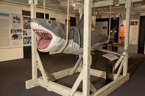Replik des Hai-Modells aus dem Film "Der weiße Hai", angefertigt von dem VFX-Künstler Karl-Heinz Christmann, Foto: Ines Schweizer.