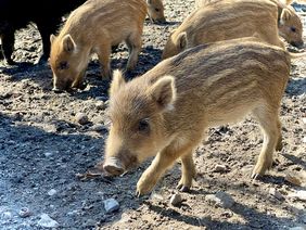 Im Wildpark sind die Frischlinge da. Besucherinnen und Besucher können in diesen Tagen die rund 20 jungen Wildschweine beobachten. Sie erkunden noch behütet von den Muttertieren, den Bachen, das Gehege. 