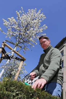 Düsseldorf setzt auf moderne Bewässerungssensorik: An Testbäumen im gesamten Stadtgebiet messen insgesamt 300 Sensoren die Wasserspannung im Wurzelbereich. Sascha Ronsdorf-Beer vom Gartenamt checkt die Technik vor Ort. Archivbilder/Ingo Lammert