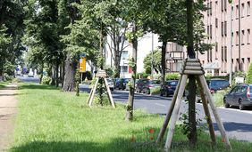 Jungbäume an der Heinrichstraße