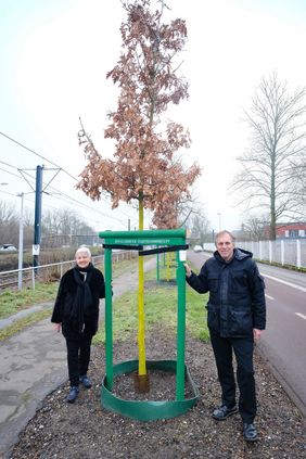 Jochen Kral (r.), Beigeordneter für Mobilität und Umwelt, und Doris Törkel, Leiterin des Garten-, Friedhofs- und Forstamts, haben die 16 Ungarischen Eichen im Bereich der Haltestelle Uni Nord/Christophstraße vorgestellt, Foto: Gstettenbauer