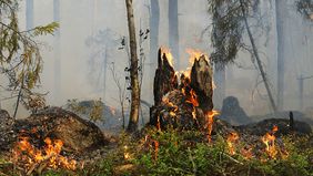 Symbolfoto Waldbrand