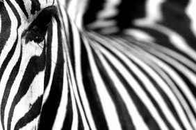 Ausschnitt auf dem das linke Auge und ein Teil der Flanke eines Zebras zu sehen ist