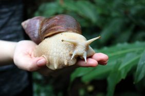 Große Achatschnecke im Aquazoo Löbbecke Museum