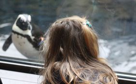 Kind beobachtet Pinguin im Aquazoo Düsseldorf