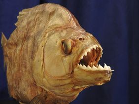 Präparat eines Piranhas im Aquazoo